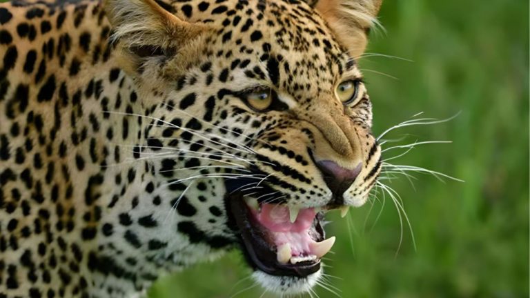 Telangana: Shepherd escapes unhurt from leopard attack in Nirmal
